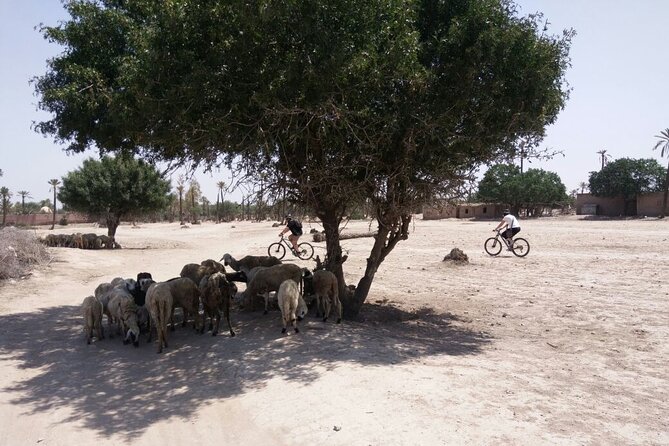 The Palmery Off-Road Bike Tour from Marrakech - Atlas Mountain views beyond the palms