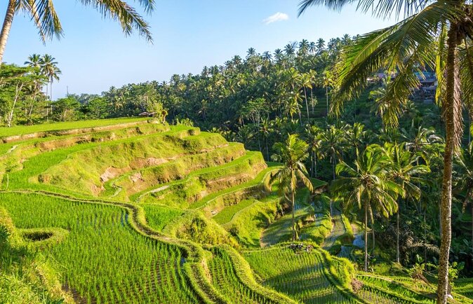 Ubud Cycling Tour - From Mount Batur to Ubud by bicycle