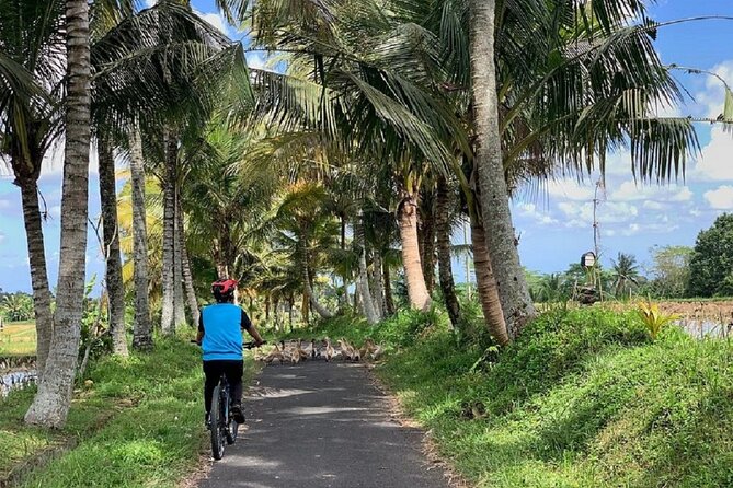 Ubud: Downhill Cycling with Volcano, Rice Terraces and Meal - Rice Fields Seen at Bicycle Speed