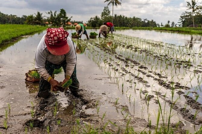 Ubud: Downhill Cycling with Volcano, Rice Terraces and Meal - What the $36.66 Price Gets You
