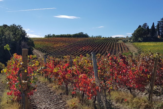 Umbria E-Bike & Wine Tour through Vineyards and Olive Groves - Practical points before you book