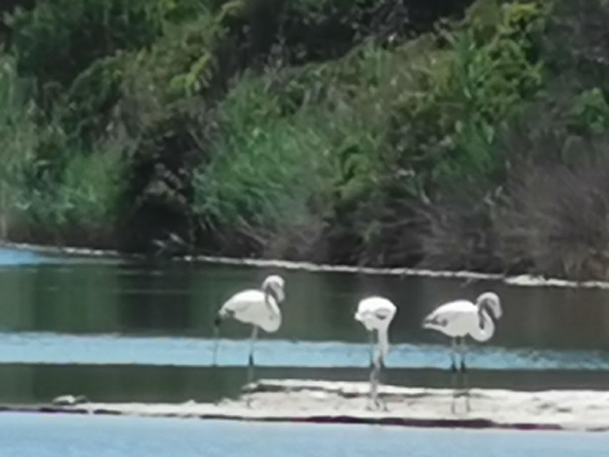 Valencia: Albufera Natural Park Bike and Boat Tour - The return ride and the City of Arts on the horizon