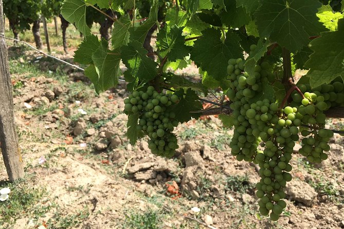 Vineyard cycle tours in and around Chinon, in the Loire Valley - Meeting Quintin or Neil in Chinon