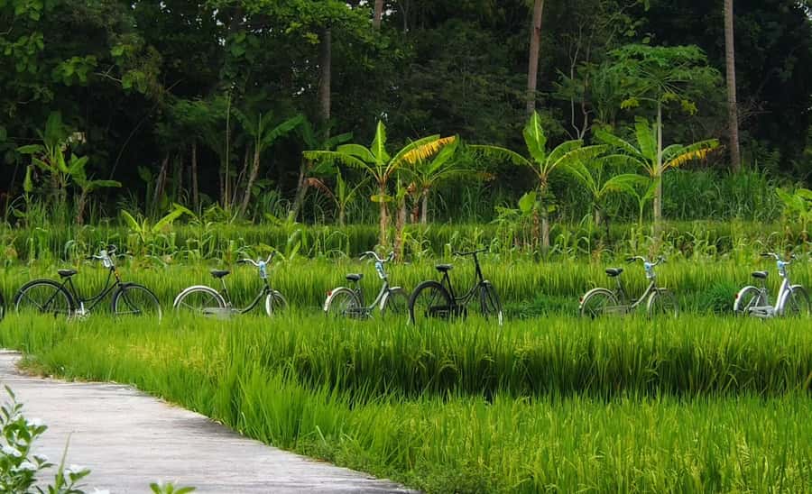 Yogyakarta: Countryside Village Cycling Tour With Guide - Should you book this village cycling tour?