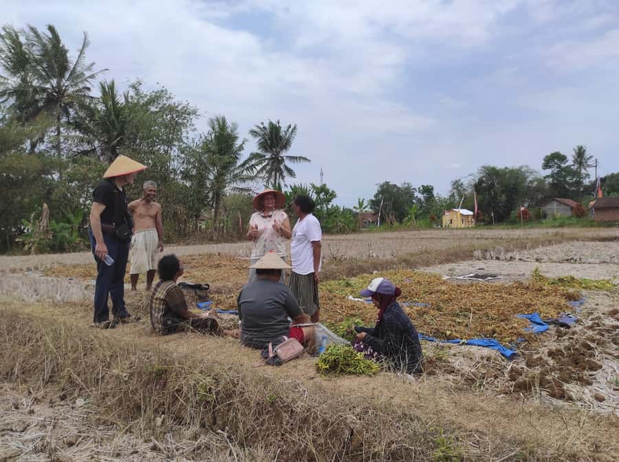 Yogyakarta: Countryside Village Cycling Tour With Guide - Rolling through rice fields and seasonal crops